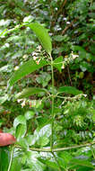 Image of West Indian milkberry