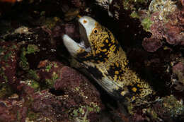 Image of Snowflake moray