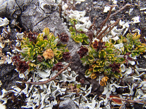 Image of Actinotus moorei F. Müll. ex Rodway