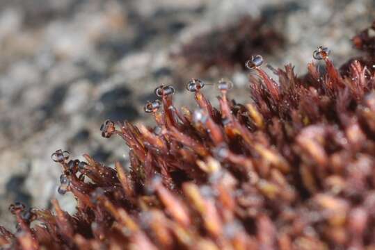 Image of andreaea moss