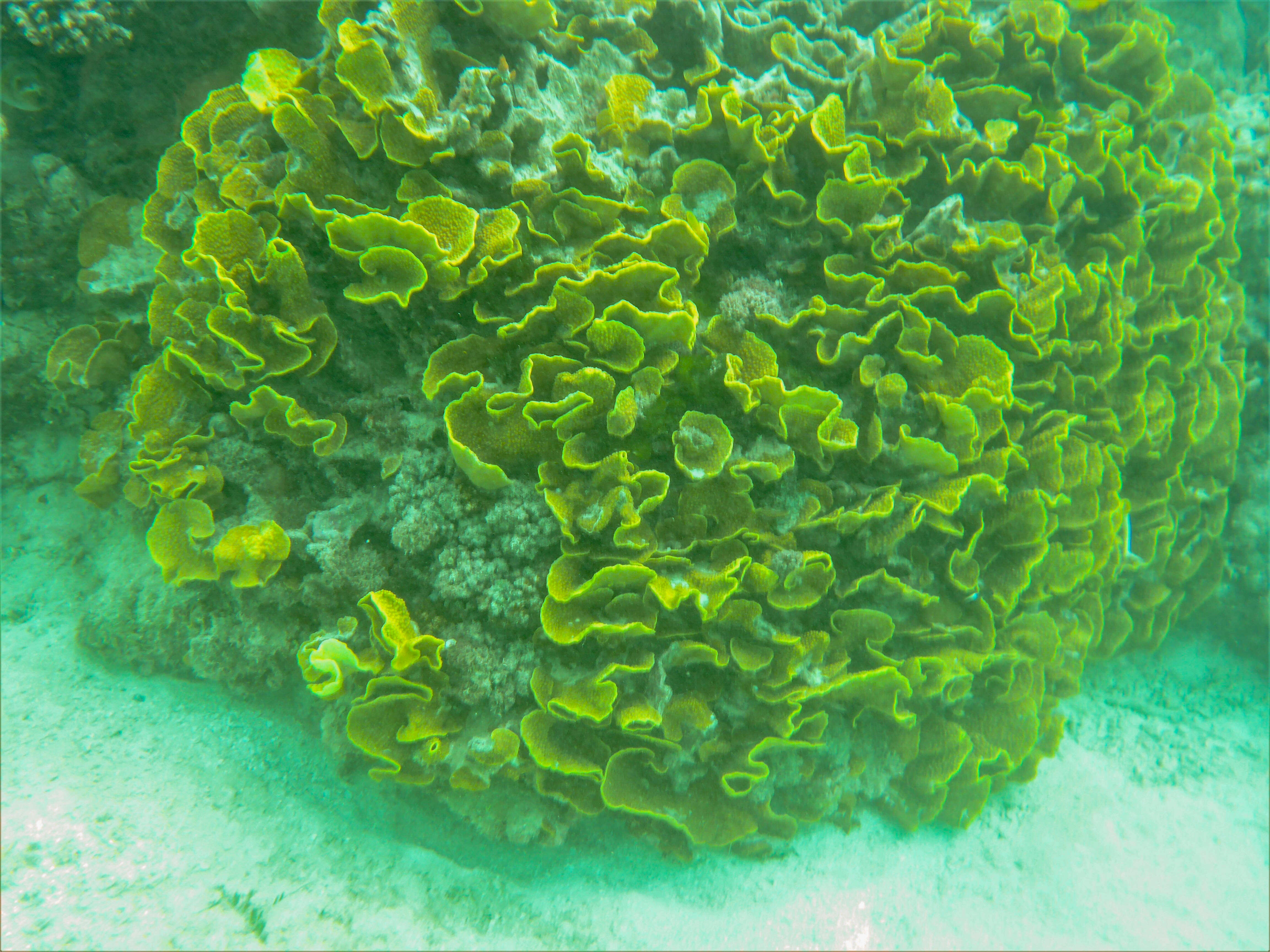 Image of Cactus Coral