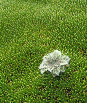 Imagem de Plantago gunnii Hook. fil.