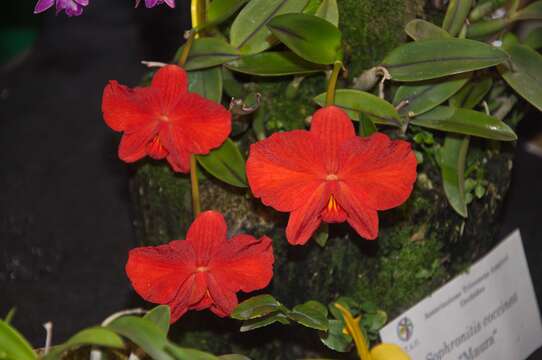 Image of Scarlet Cattleya