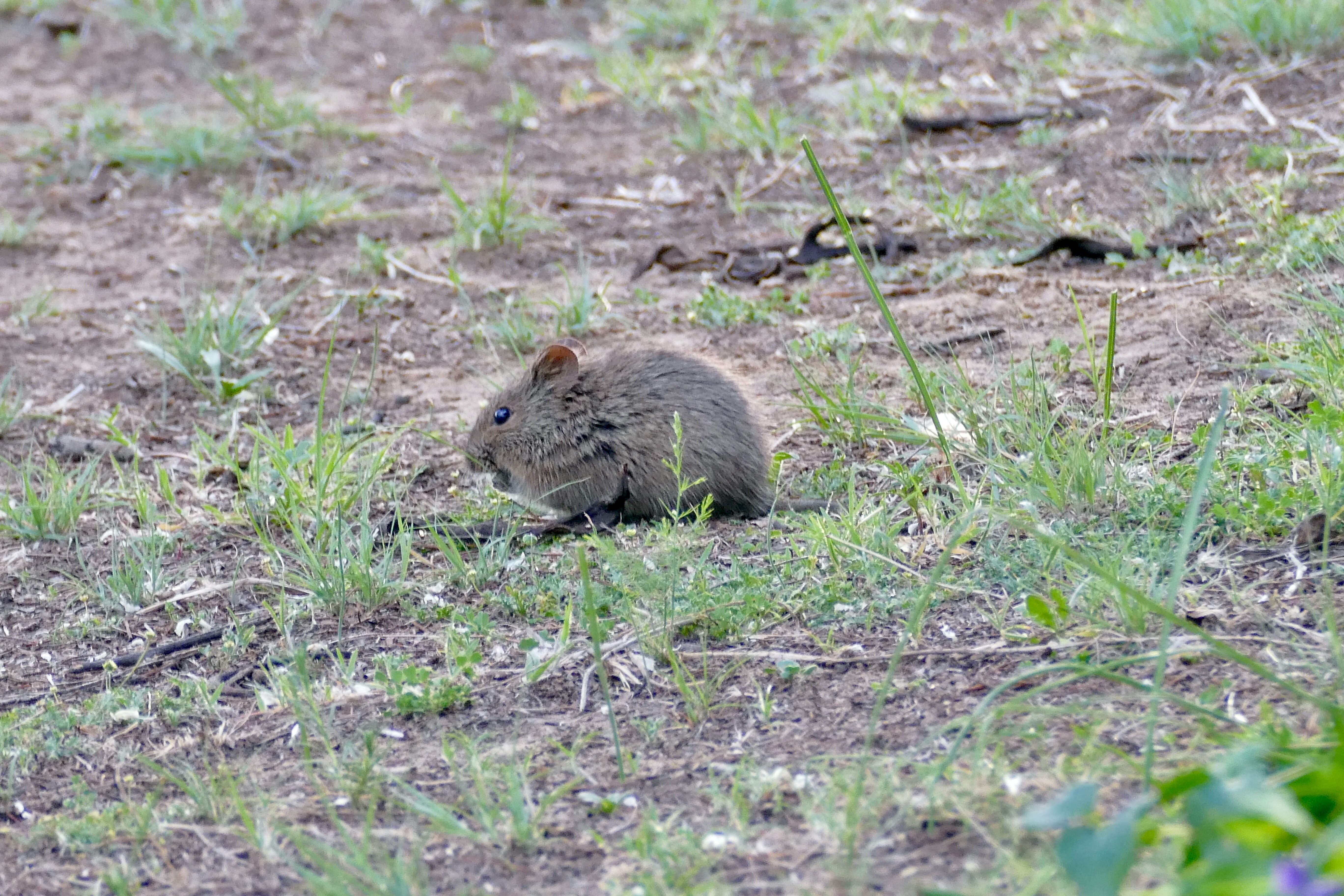 Image of Southern African Vlei Rat