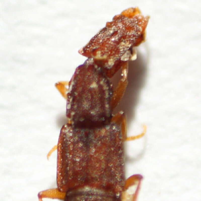 Image of Rove beetle