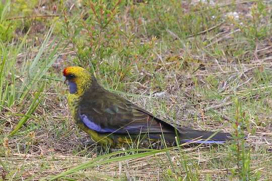 Image of Green Rosella