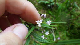 Imagem de Epidendrum fimbriatum Kunth