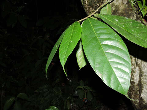 Image of Sorocea pubivena Hemsl.