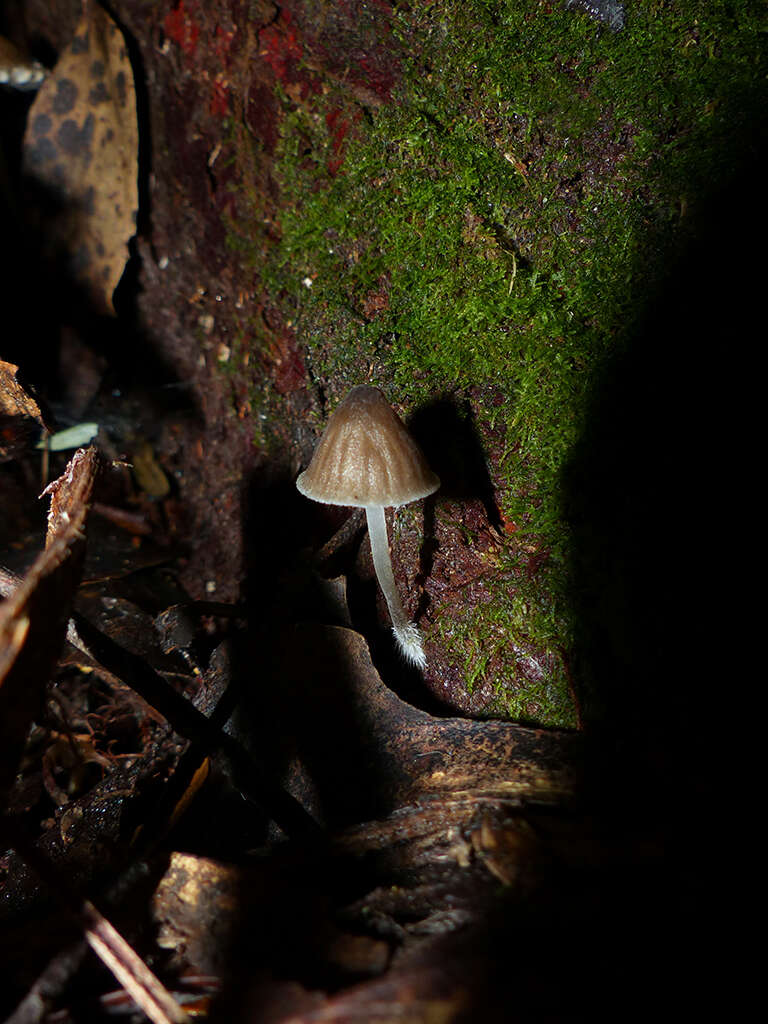 Image of Mycena subgalericulata Cleland 1931