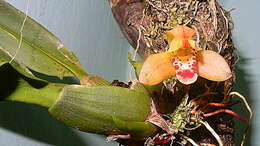 Image of Tiger orchids