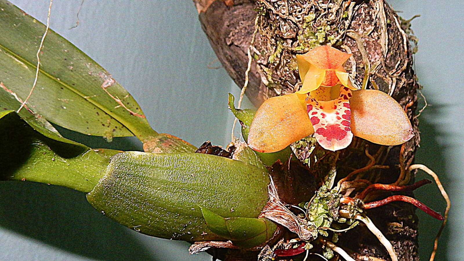 Image of Tiger orchids