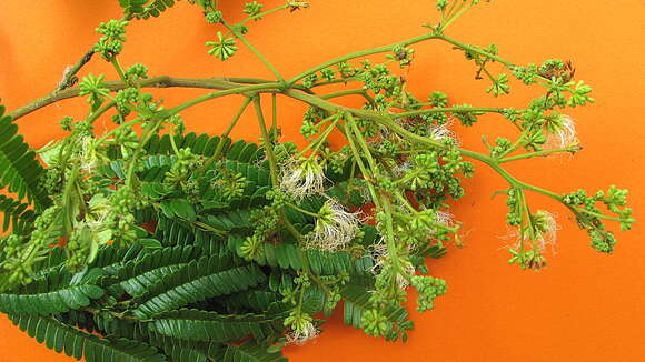 Image of Albizia polycephala (Benth.) Killip