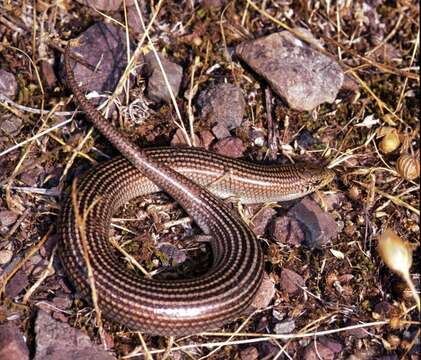 Image of Chalcides Laurenti 1768