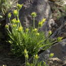Image of curveseed butterwort