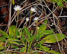 Image of woolly sunbonnets