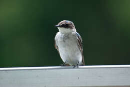 Image of Mangrove Swallow