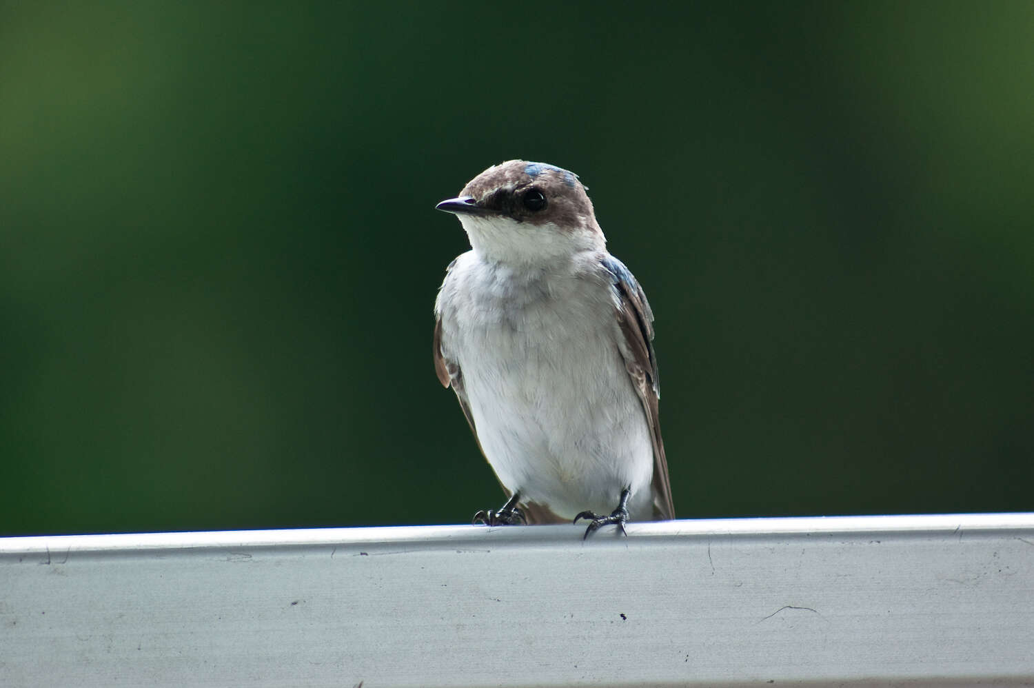 Image of Mangrove Swallow