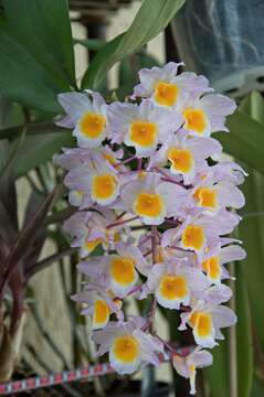 Image of Dendrobium farmeri Paxton