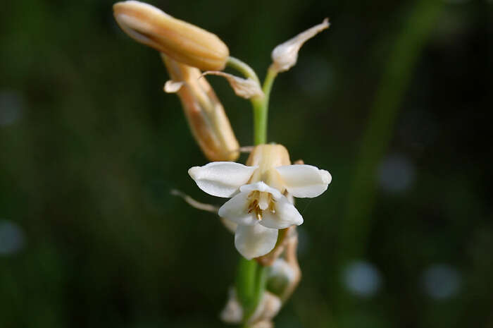 Image of Eriocaulon dipcadi montanum