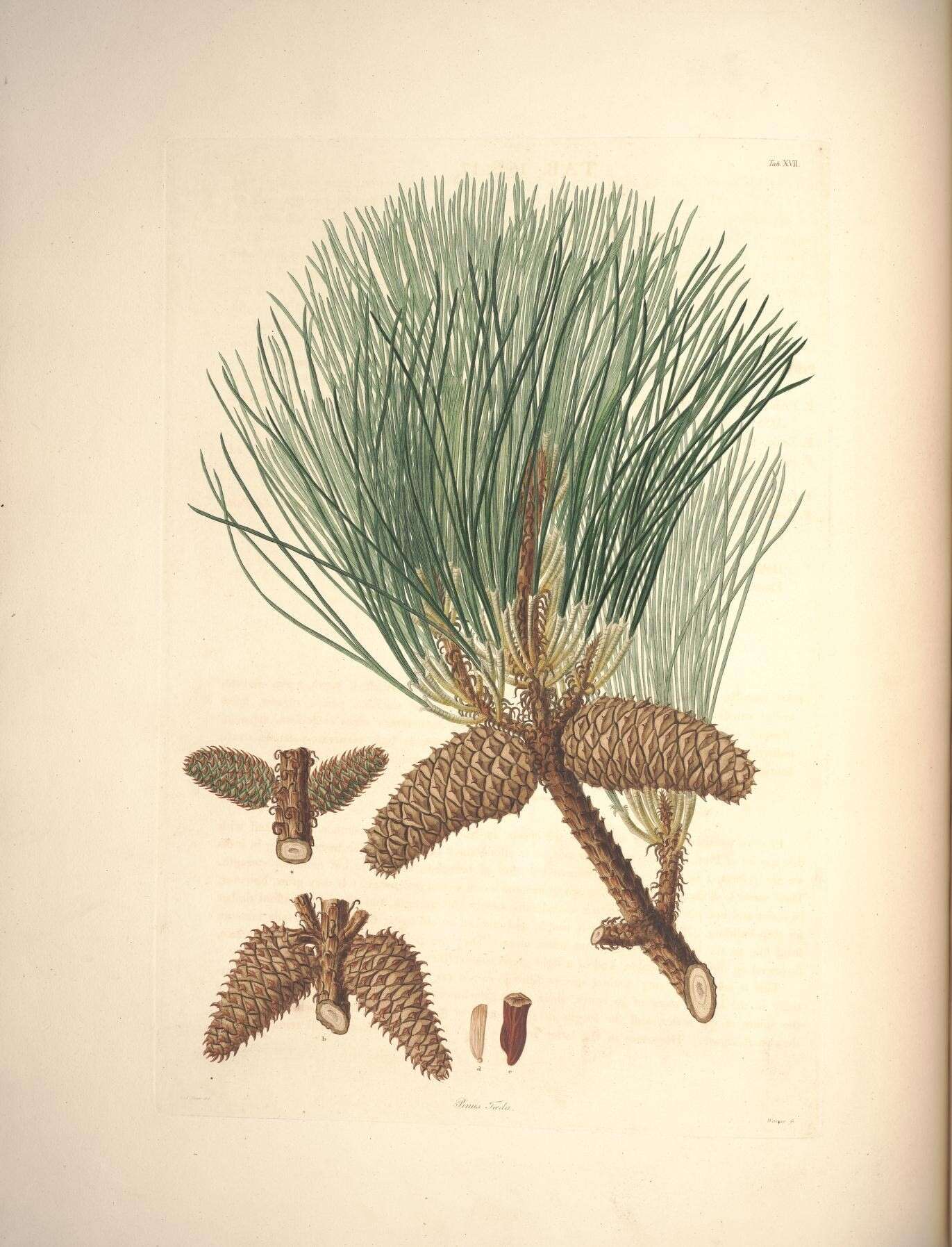 Pinus taeda L. resmi