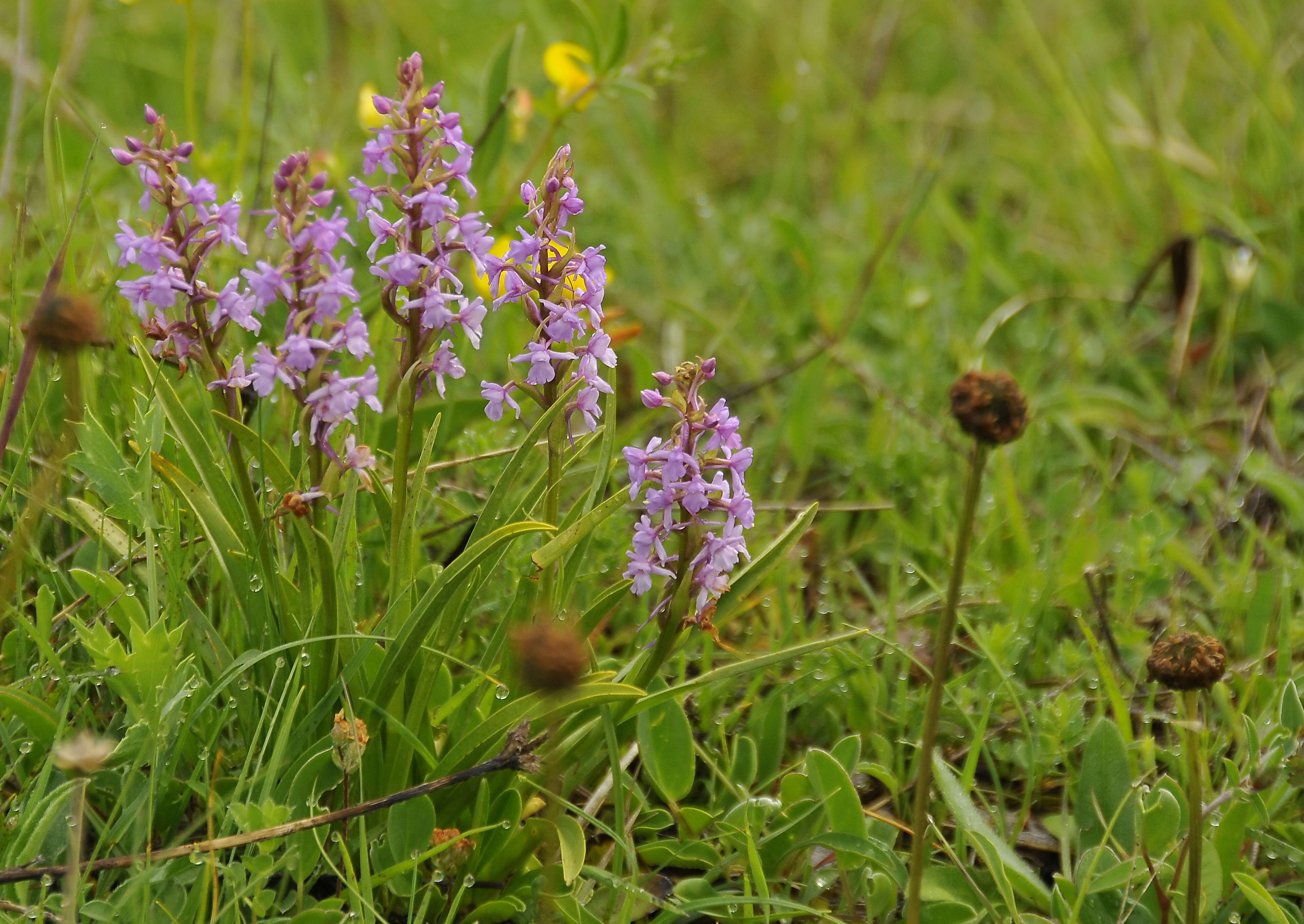 Image of Rein Orchids