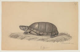 Image of mud turtles