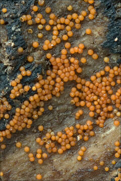 Image of Nectria