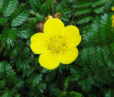 Image of silverweed