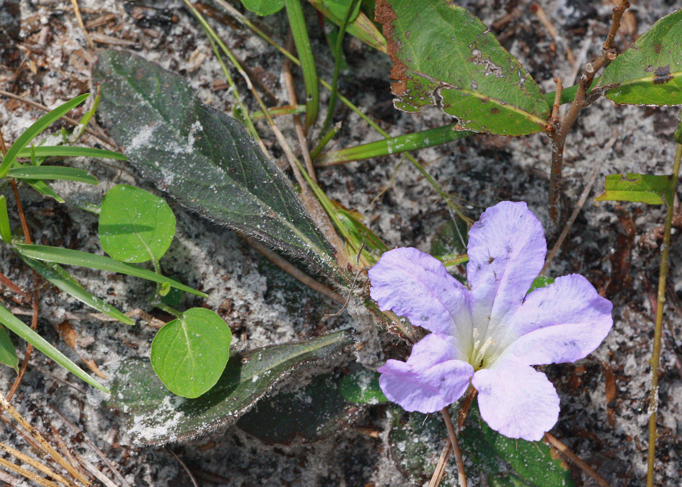 Image of Carolina wild petunia