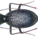 Image of Megacephala laevicollis mandli Basilewsky 1966