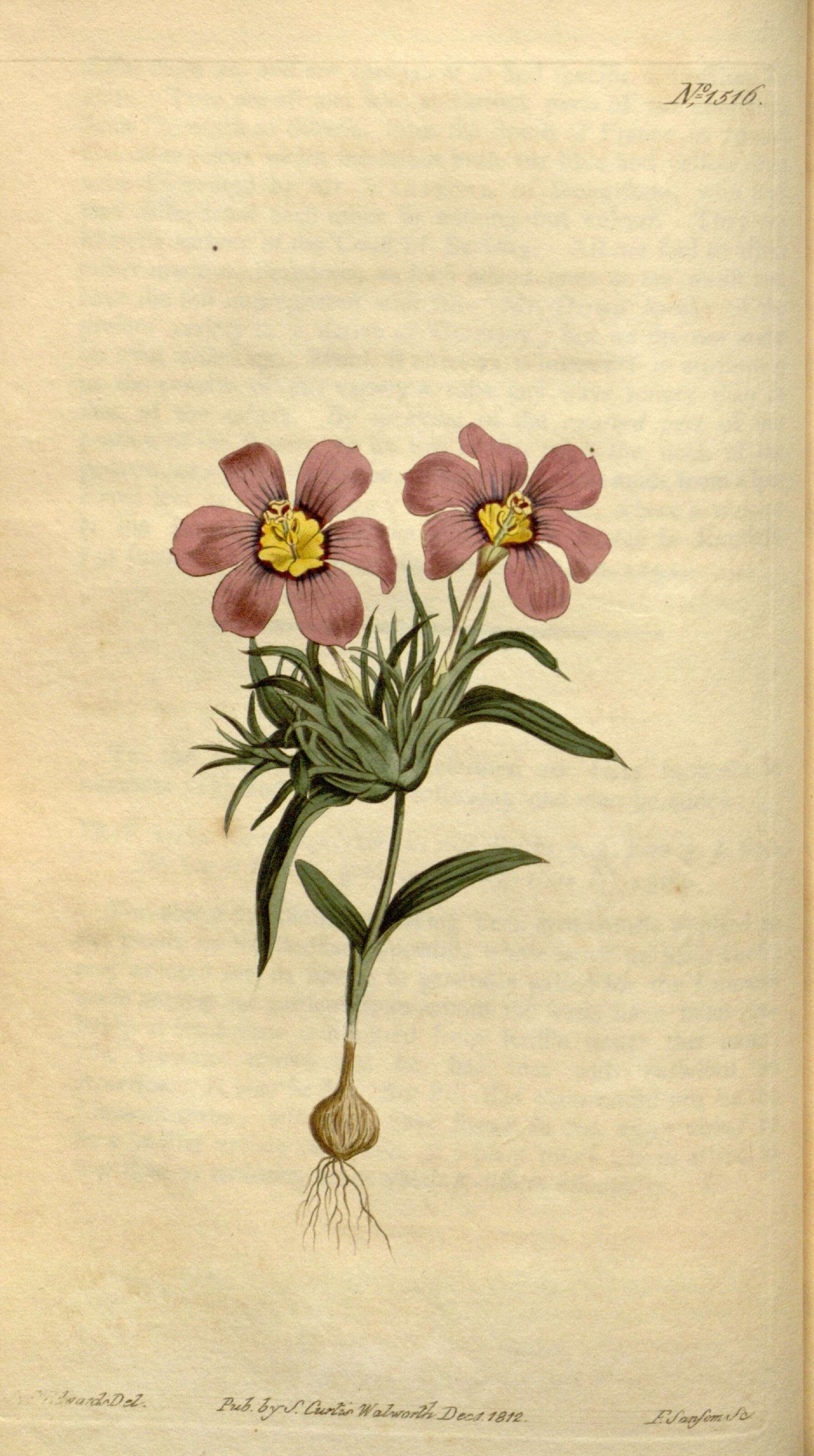 صورة Moraea versicolor (Salisb. ex Klatt) Goldblatt