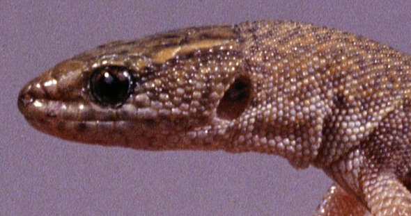Image of night lizards