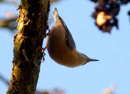 Image of Eurasian Nuthatch