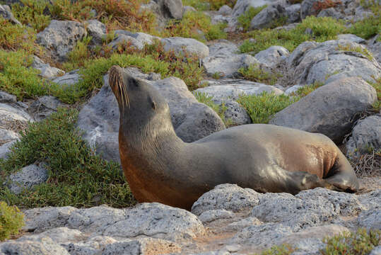 Image of Galapagos Sea Lion