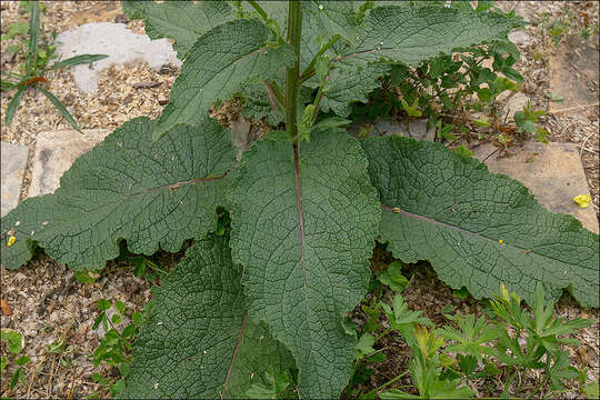 Verbascum nigrum L. resmi