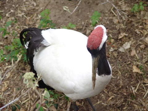 Image of Japanese Crane