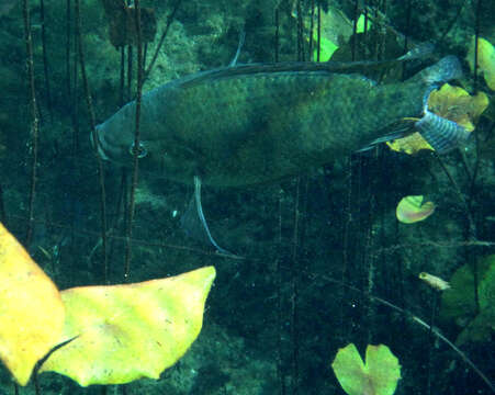 Image of Oreochromis niloticus