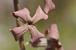 صورة Hesperis laciniata All.