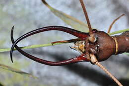 Image of Dobsonflies