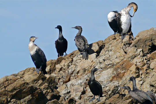 Image of White-breasted Cormorant