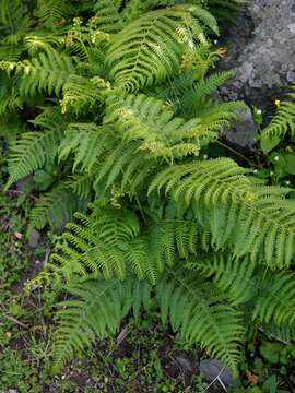 Image of Bracken