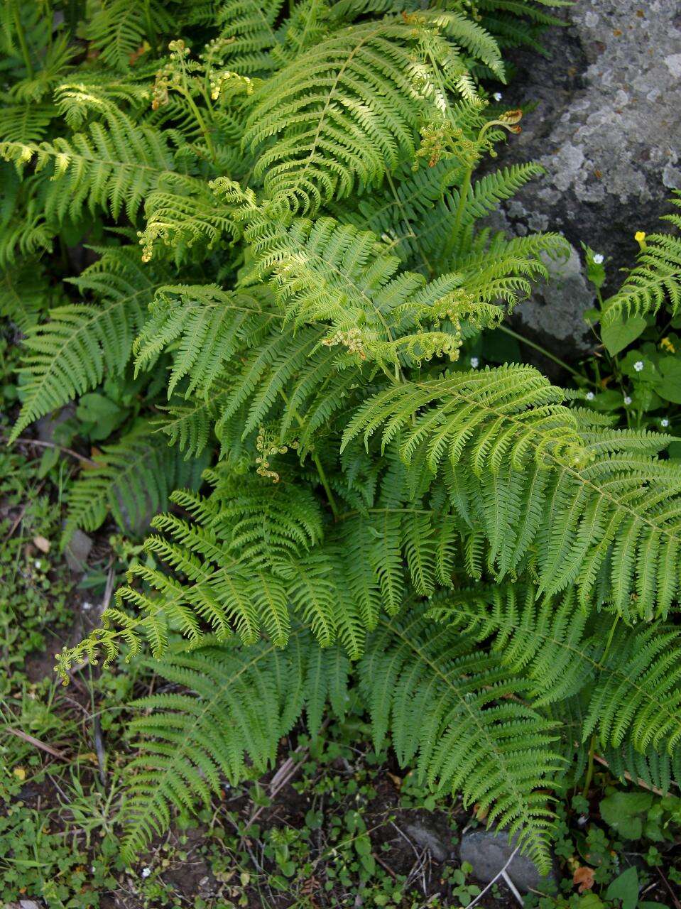 Image of brackenfern