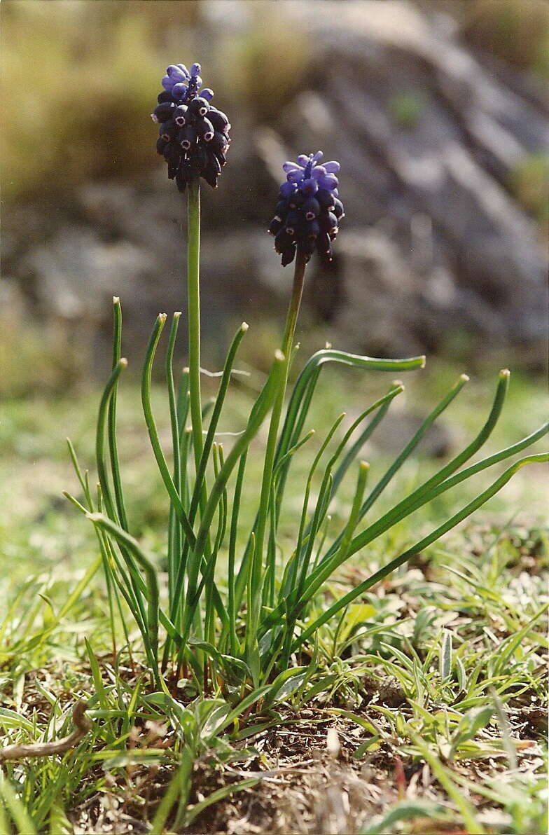 Image of starch grape hyacinth