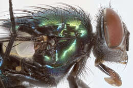 Image of blow flies