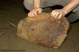 Image of mole salamanders