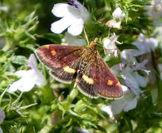 Image of Pyrausta