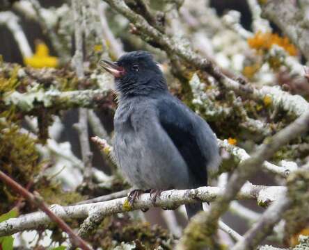 صورة Diglossa plumbea Cabanis 1861