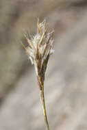 Image of Rytidosperma pauciflorum (R. Br.) Connor & Edgar