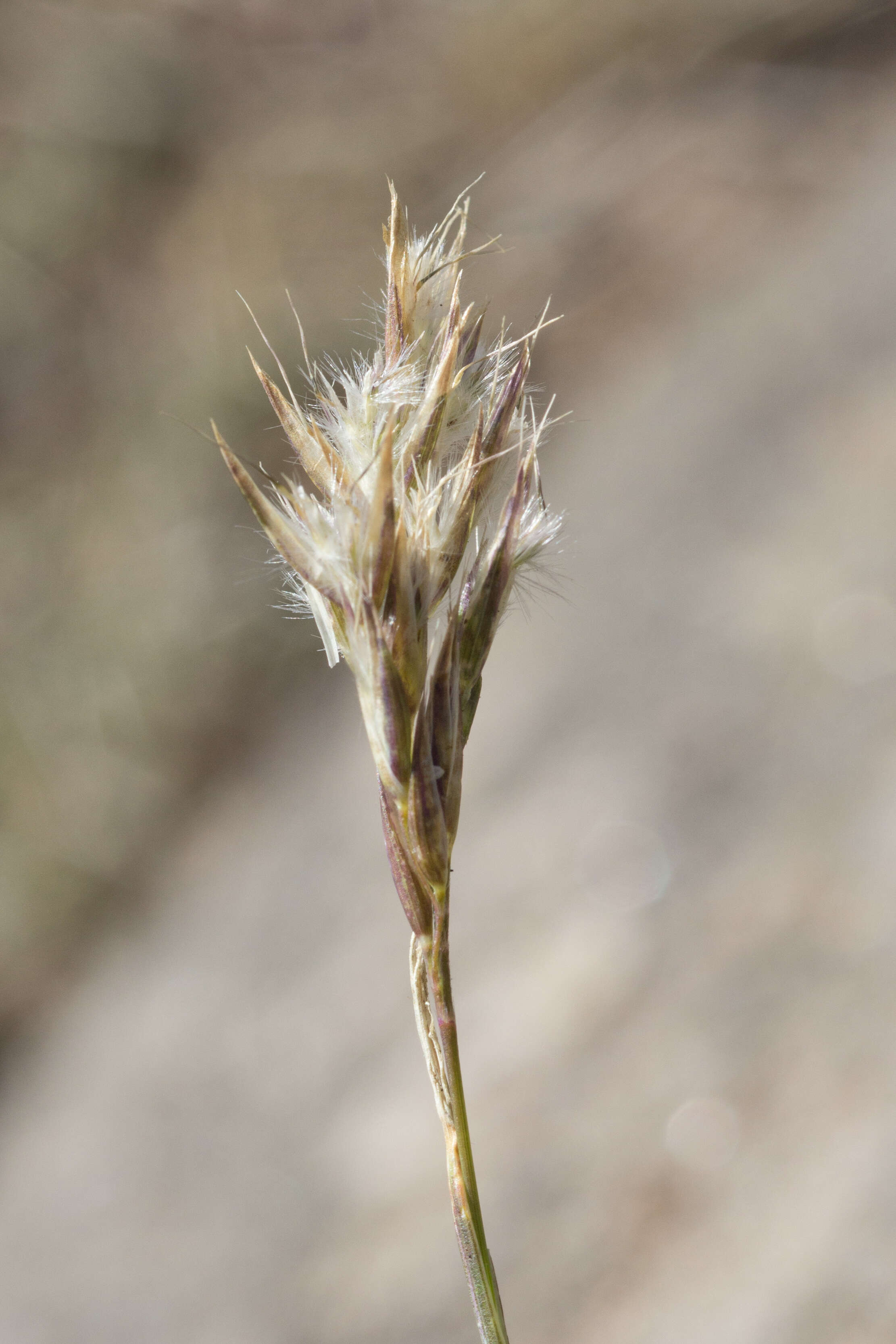 Image of Rytidosperma pauciflorum (R. Br.) Connor & Edgar