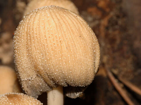 Image of Coprinellus